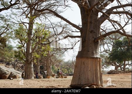 MALI, Bandiagara, Dogonland, habitat dell'etnia Dogon, villaggio Dogon con alberi di baobab, donne pound millet Foto Stock