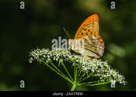 Argento-lavato fritillary, una luminosa arancione e nero spotted farfalla posata sul fiore bianco in un prato su una soleggiata giornata estiva. Sfondo sfocato. Foto Stock