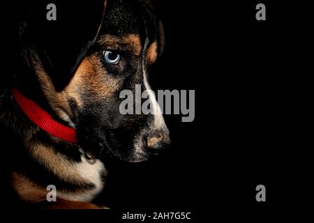 Un cane guarda al suolo con uno sfondo nero, studio immagine. Foto Stock
