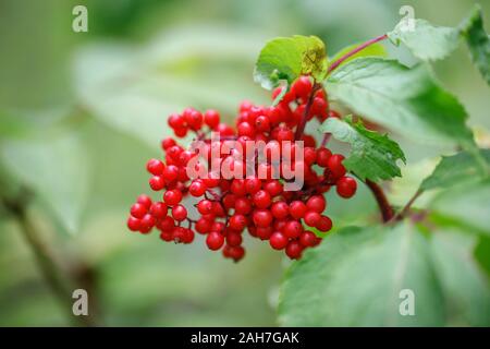 Il sambuco rosso su sfondo verde vicino. Sambucus racemosa bacche in estate nella foresta. Pianta medicinale. Foto Stock