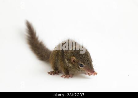 Horsfield's treeshrew (Tupaia javanica), chiamato anche Javan treeshrew, è una specie di treeshrew entro il Tupaiidae. isolato su sfondo bianco Foto Stock