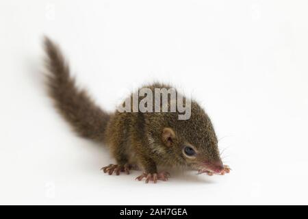 Horsfield's treeshrew (Tupaia javanica), chiamato anche Javan treeshrew, è una specie di treeshrew entro il Tupaiidae. isolato su sfondo bianco Foto Stock