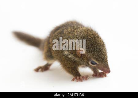 Horsfield's treeshrew (Tupaia javanica), chiamato anche Javan treeshrew, è una specie di treeshrew entro il Tupaiidae. isolato su sfondo bianco Foto Stock