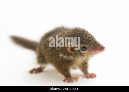 Horsfield's treeshrew (Tupaia javanica), chiamato anche Javan treeshrew, è una specie di treeshrew entro il Tupaiidae. isolato su sfondo bianco Foto Stock