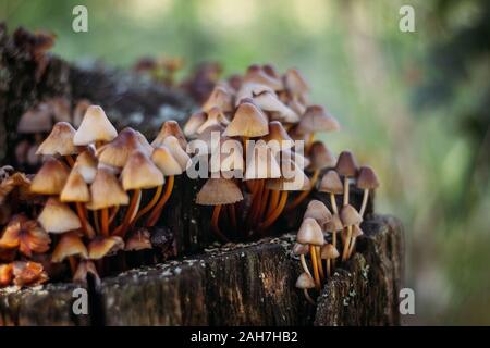 Mycena inclinata cluster a fungo sul vecchio moncone marcio vicino. Un gruppo di marrone a piccoli funghi su un albero su di uno sfondo verde, macro. Foto Stock