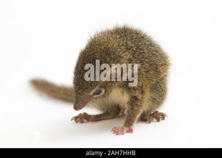 Horsfield's treeshrew (Tupaia javanica), chiamato anche Javan treeshrew, è una specie di treeshrew entro il Tupaiidae. isolato su sfondo bianco Foto Stock