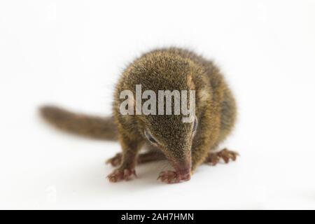 Horsfield's treeshrew (Tupaia javanica), chiamato anche Javan treeshrew, è una specie di treeshrew entro il Tupaiidae. isolato su sfondo bianco Foto Stock