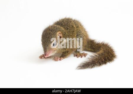 Horsfield's treeshrew (Tupaia javanica), chiamato anche Javan treeshrew, è una specie di treeshrew entro il Tupaiidae. isolato su sfondo bianco Foto Stock