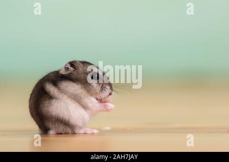 Primo piano di una piccola miniatura divertenti jungar hamster seduto su un pavimento. Soffici e carino Dzhungar ratto a casa. Foto Stock