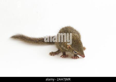 Horsfield's treeshrew (Tupaia javanica), chiamato anche Javan treeshrew, è una specie di treeshrew entro il Tupaiidae. isolato su sfondo bianco Foto Stock