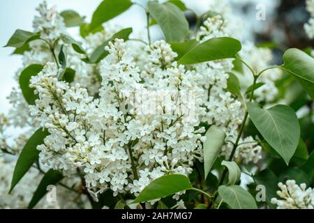 Bianco lilla fioritura di close-up. Bella bianca syringa fiori su sfondo verde. Lilla contro il cielo. Giardino di piante e cespugli. Foto Stock