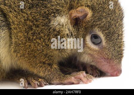 Horsfield's treeshrew (Tupaia javanica), chiamato anche Javan treeshrew, è una specie di treeshrew entro il Tupaiidae. isolato su sfondo bianco Foto Stock