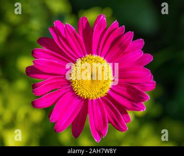 Bellissimi fiori rosa piretro daisy su uno sfondo verde. Matricale, dipinta daisy. Pianta medicinale. Close up macro. Vista dall'alto. Foto Stock