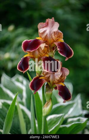 Burgundy fiore iris close up. Bella iris in giardino. Fiore per il biglietto di auguri e di design. Pianta di giardino. Foto Stock