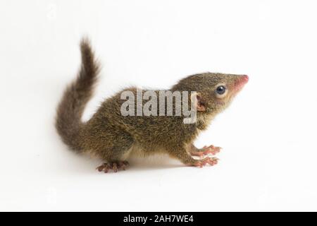 Horsfield's treeshrew (Tupaia javanica), chiamato anche Javan treeshrew, è una specie di treeshrew entro il Tupaiidae. isolato su sfondo bianco Foto Stock