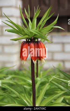 Bella rossa Fritillaria imperialis flower closeup. La corona imperiale, fritillary imperiale nel giardino fiorito. Pianta bulbosa perenne. Foto Stock