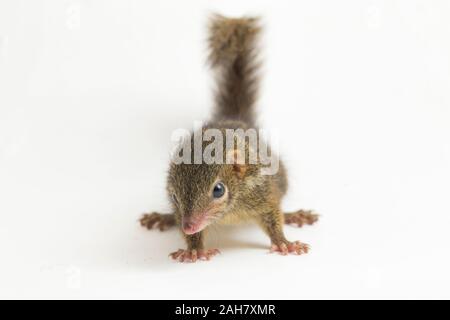 Horsfield's treeshrew (Tupaia javanica), chiamato anche Javan treeshrew, è una specie di treeshrew entro il Tupaiidae. isolato su sfondo bianco Foto Stock