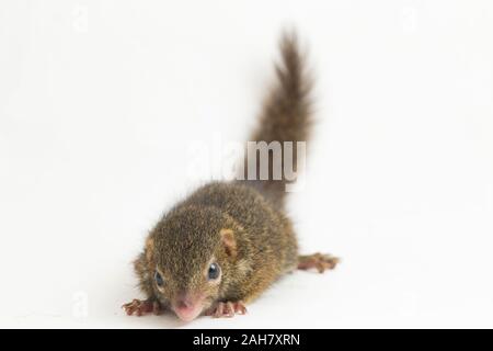 Horsfield's treeshrew (Tupaia javanica), chiamato anche Javan treeshrew, è una specie di treeshrew entro il Tupaiidae. isolato su sfondo bianco Foto Stock