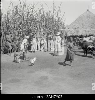 Kenya, Ruel: KuriaThroning mucca, circa 1958. 2012/001/6/2/22D. Foto Stock