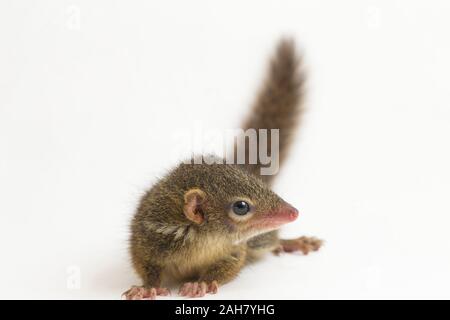 Horsfield's treeshrew (Tupaia javanica), chiamato anche Javan treeshrew, è una specie di treeshrew entro il Tupaiidae. isolato su sfondo bianco Foto Stock