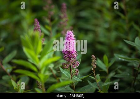 Di un bel colore rosa spirea fiore su sfondo verde vicino. Spiraea salicifolia. Famiglia delle rosacee. Blooming spirea billardii. Foto Stock