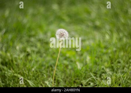 Fiore bianco soffice tarassaco nel verde erba del prato. Naturale di erba verde dello sfondo. Tarassaco nel campo in una giornata di sole. Prato estivo Foto Stock