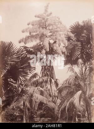 CeylonSri Lanka, studio botanico di Corypha Umbraculifera, la Talipot Palm, in fiore, probabilmente in crescita in Peradeniya Botanic Gardens, Kandy.caption stampato: CORYPHA UMBRACULIFERA. TALIPOT IN FIORE.SCOWEN & Co. CEYLON.manoscritto originale didascalia: Corypha Umbraculifera. Talipot (in fiore). Ceylon, circa 1885. 2003/071/1/1/2/21. Foto Stock
