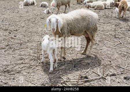 Madre pecora e il suo agnello in primavera, Trentino Alto Adige, Italia settentrionale. Pecora Madre Di Agnello Foto Stock