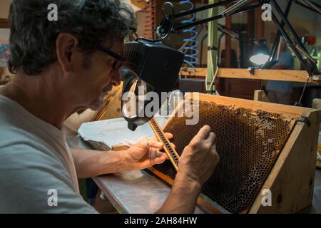 Allevamento di aggraffaggio queens lavoratore larve di rastrellare una larva e mettendola in regina artificiale tazze. Allevamento regine Foto Stock