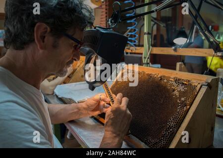 Allevamento di aggraffaggio queens lavoratore larve di rastrellare una larva e mettendola in regina artificiale tazze. Allevamento regine Foto Stock