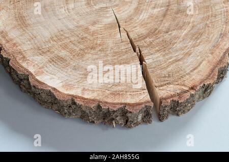 Fetta di legno con anello di marchi e una spaccatura dalla rapida asciugatura. Oak tree round su sfondo chiaro Foto Stock