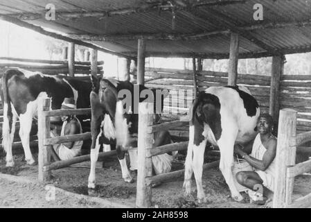 Kenya, mucche frisone stand in bancarelle di una stalla, essendo munte da fattoria africana le mani su una fattoria vicino al molo. Manoscritto originale caption: mungitura Frisoni in una fattoria vicino al molo. Un uomo una vacca, circa 1950. 1995/076/1/2/3/35. Foto Stock