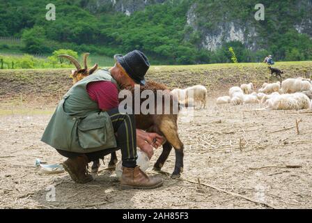 Pastore che munge una capra nella campagna italiana. Latte Fresco. Trentino Alto Adige, Italia settentrionale. Mano contadina mungendo una capra. Foto Stock