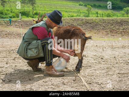 Pastore che munge una capra nella campagna italiana. Latte Fresco. Trentino Alto Adige, Italia settentrionale. Mano contadina mungendo una capra. Foto Stock