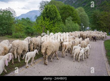 Gregge di pecore e agnelli che vengono guidati lungo la strada di campagna in Trentino Alto Adige, Italia settentrionale. Ovis aries. Foto Stock