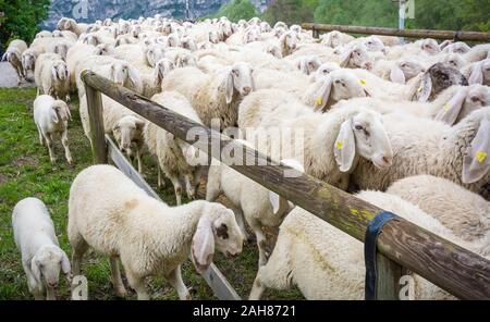 Grande gregge di pecore essendo herded, Trentino Alto Adige, northr Italia - gregge di pecore bianche. Ovis aries Foto Stock