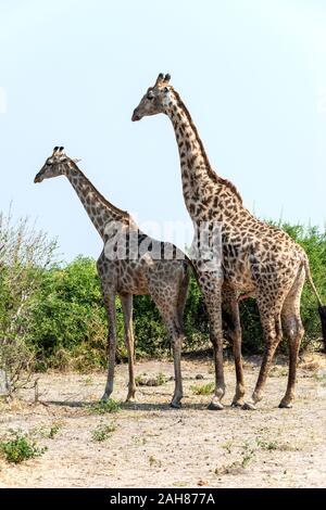 Coppia di giraffe meridionali per adulti (Giraffa camelopardalis) prima dell'accoppiamento nel Parco Nazionale del Chobe, Botswana, Africa del Sud Foto Stock