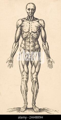 La muscolatura nel maschio corpo umano. Dopo un secolo XVII Lavori. Foto Stock