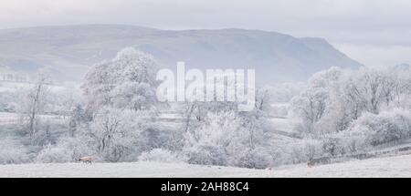 Alberi maturi cucita con trasformata per forte gradiente frost, un Sheep Meadow e Lake District fells vicino a Ullswater su una bella giornata invernale e. Foto Stock