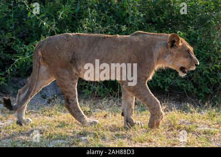 Giovane maschio lion (Panthera leo) in movimento in Chobe National Park, Botswana, Sud Africa Foto Stock