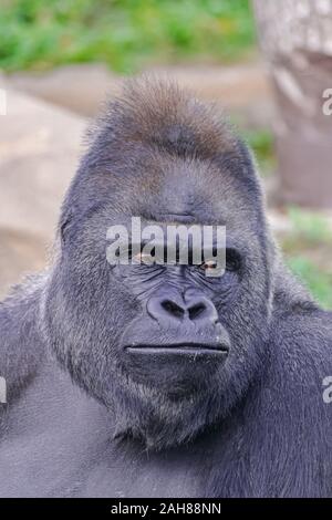 Maschio adulto occidentale della pianura gorilla (gorilla gorilla gorilla) volto ritratto Foto Stock