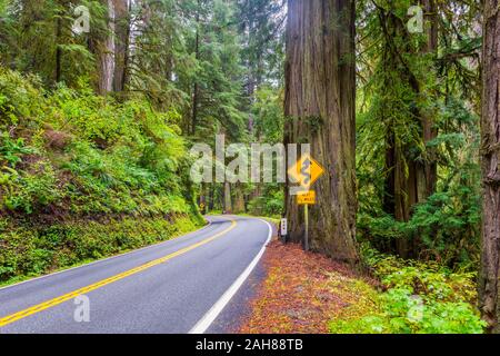 Doppia piega segno nel Parco Nazionale di Redwood in California USA Foto Stock