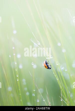 Rosso e nero spotted lady bird arrampicata insetto uno stelo di orzo con una goccia di pioggia su di esso la schiena con gocce di pioggia luccicante sul prodotto. Foto Stock