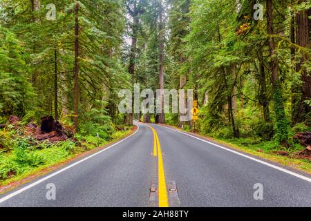 Redwood autostrada nel Parco Nazionale di Redwood in California USA Foto Stock
