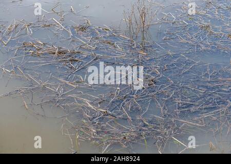 Ance sommersa & piante in acqua inondato di un canale di drenaggio dopo heavy rain. Concetto inondazioni, le acque di esondazione, inverno inondazioni, sommerse, palude Foto Stock