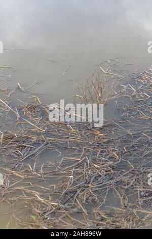 Ance sommersa & piante in acqua inondato di un canale di drenaggio dopo heavy rain. Concetto inondazioni, le acque di esondazione, inverno inondazioni, sommerse, palude Foto Stock