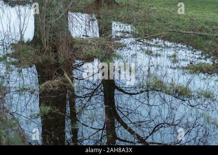 Crepuscolo di tronco d'albero immerso in acqua alluvione inverno, che riflette il cielo scuro sera in acqua. Foto Stock