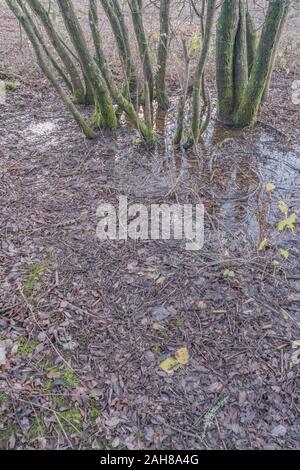 Piccolo poggio di rami di albero coppiced che crescono fuori dall'habitat umido. Messa a fuoco intorno alla base dei trunk. Autunno foglia autunno autunno / autunno tempo. Foto Stock