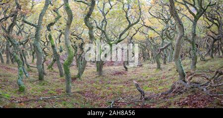 Ritorto antico bosco di querce sul lato di una collina in autunno, immagine di panorama, Northumberland Foto Stock