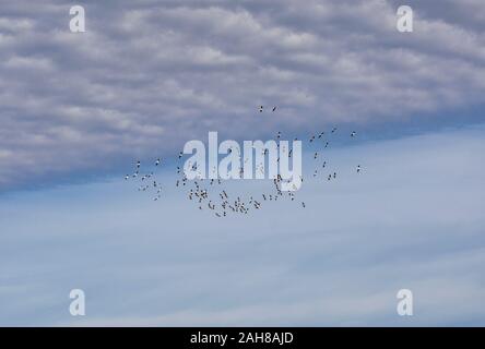 Un gregge di American pellicani bianchi sorvolano il Dakota del Sud. Foto Stock